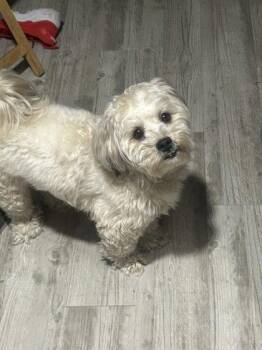 Peewee -  Mixed Breed Dog for Adoption in West Chester, Pennsylvania - Peewee | PetCurious