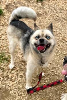 Achilleus -  Mixed Breed Dog for Adoption in West Chester, Pennsylvania - Achilleus | PetCurious