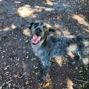 Rescue Australian Cattle Dog Blue Heeler Dogs for Adoption in Wanaque, New Jersey - Bindi | PetCurious