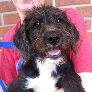 Winnie -  Schnauzer Dog for Adoption in Carrollton, Texas - Winnie | PetCurious