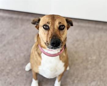 Terrier Dogs Available for Adoption - DAISY | PetCurious