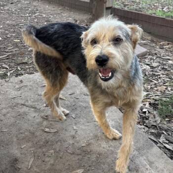 Rescue Wirehaired Terrier Dogs for Adoption in Sonoma, California - Rex | PetCurious