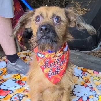 Buster -  Mixed Breed Dog for Adoption in Woolwich, Maine - Buster | PetCurious