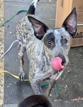 Tessa -  Australian Cattle Dog Blue Heeler Dog for Adoption in Bend, Oregon - Tessa | PetCurious