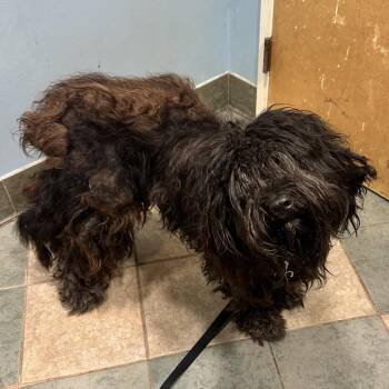 Jolene -  Mixed Breed Dog for Adoption in Chattanooga, Tennessee - Jolene | PetCurious