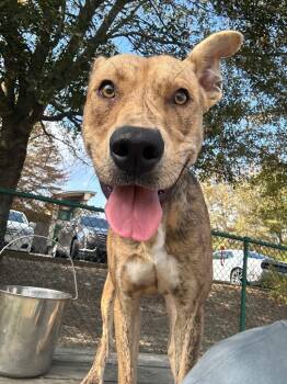 Rescue Hound and Shepherd Dogs for Adoption in Little Rock, Arkansas - Snoop | PetCurious