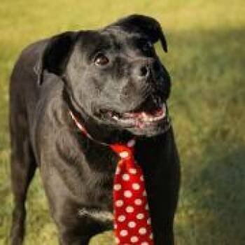 Echo -  Mixed Breed Dog for Adoption in Matteson, Illinois - Echo | PetCurious