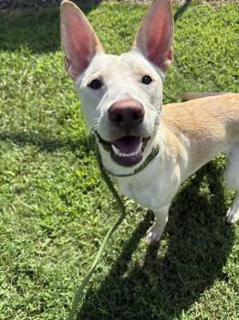 PEARL -  German Shepherd Dog and Mixed Breed Dog for Adoption in Charlotte, North Carolina - PEARL | PetCurious