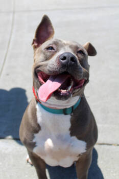 Rescue Pit Bull Terrier Dogs for Adoption in Napa, California - Gracie | PetCurious