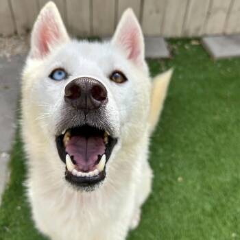 Siberian Husky and Mixed Breed Dogs Available for Adoption - Klondike | PetCurious