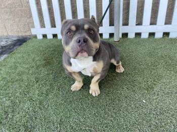 American Staffordshire Terrier and Mixed Breed Dogs Available for Adoption - FAT BOY | PetCurious
