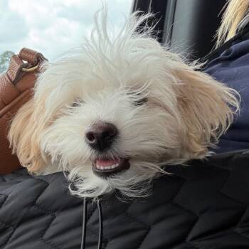 Maltese and Poodle Dogs Available for Adoption in Baton Rouge, Louisiana - Jojo | PetCurious