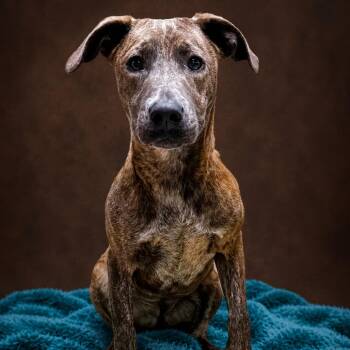 Inika McPherson -  Catahoula Leopard Dog and Mixed Breed Dog for Adoption in Enid, Oklahoma - Inika McPherson | PetCurious