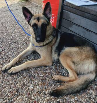Rescue German Shepherd Dog Dogs for Adoption in Kankakee, Illinois - Crush | PetCurious
