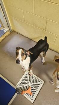 Rescue Greyhound and Hound Dogs for Adoption in Crossville, Tennessee - PIPER | PetCurious