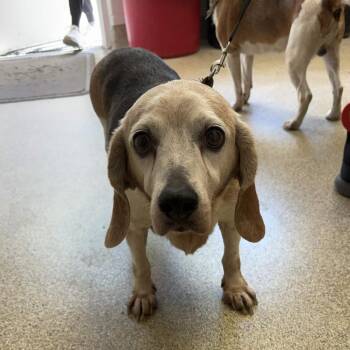 Sage -  Beagle Dog for Adoption in Gloucester, Virginia - Sage | PetCurious