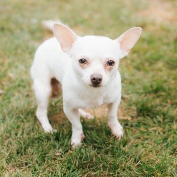 Rescue Chihuahua Dogs for Adoption in Northbrook, Illinois - Michael | PetCurious