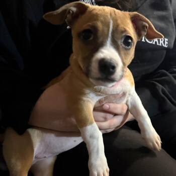 German Shepherd Dog and Mixed Breed Dogs Available for Adoption in Normal, Illinois - Dani | PetCurious