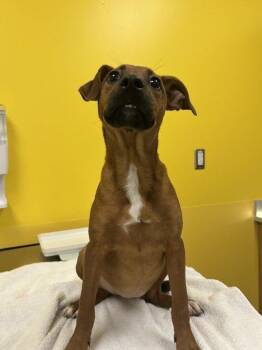 Gecko -  Mixed Breed Dog for Adoption in Raleigh, North Carolina - Gecko | PetCurious