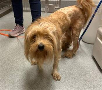 SPEEDY -  Cairn Terrier Dog for Adoption in Tustin, California - SPEEDY | PetCurious
