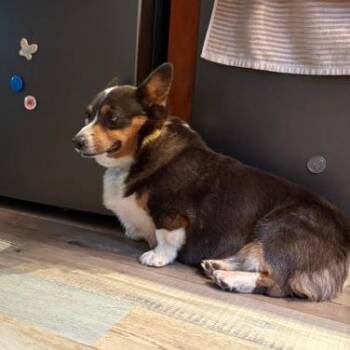 Ringo -  Corgi Dog for Adoption - Ringo | PetCurious