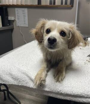 DELAWARE- PENDING ADOPTION -  Chihuahua and Mixed Breed Dog for Adoption in Redlands, California - DELAWARE- PENDING ADOPTION | PetCurious