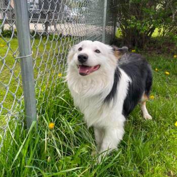 Australian Shepherd Dogs Available for Adoption in Hornell, New York - Ozzy | PetCurious