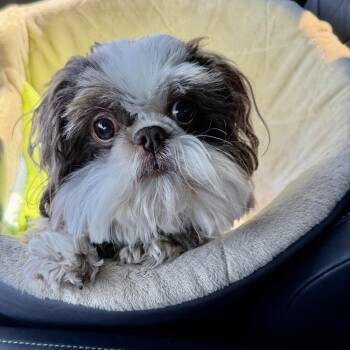 Shih Tzu Dogs Available for Adoption - Oakland Miller | PetCurious