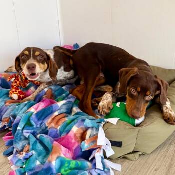 Meeny -  German Shorthaired Pointer Dog for Adoption in Green Bay, Wisconsin - Meeny | PetCurious