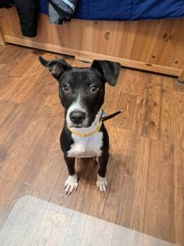 Terrier Dogs Available for Adoption - Goku | PetCurious