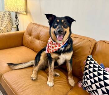 German Shepherd Dog Dogs Available for Adoption in Friendswood, Texas - Tamera Honey The Sweetest Family Dog | PetCurious