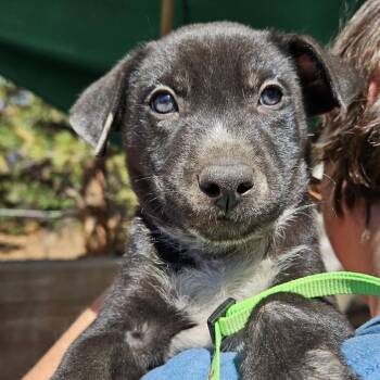 Cedar Lucky -  German Shepherd Dog and Mixed Breed Dog for Adoption in Denver, Colorado - Cedar Lucky | PetCurious
