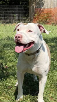 Rescue American Bulldog Dogs for Adoption in Mooresville, North Carolina - Jake | PetCurious