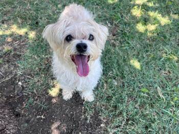 Zoe A218809 -  Maltese Dog for Adoption in Plano, Texas - Zoe A218809 | PetCurious