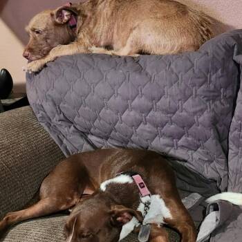 Cairn Terrier and Schnauzer Dogs Available for Adoption - White Pine | PetCurious