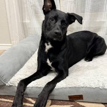 Labrador Retriever Dogs Available for Adoption - Ash  | PetCurious