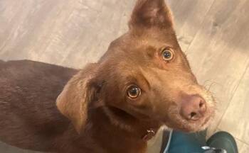 Reef -  Labrador Retriever and Australian Kelpie Dog for Adoption in Holly Springs, North Carolina - Reef | PetCurious