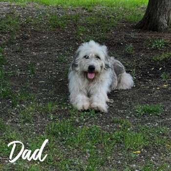 Sheep Dog Dogs Available for Adoption in Alvarado, Texas - Arwen | PetCurious