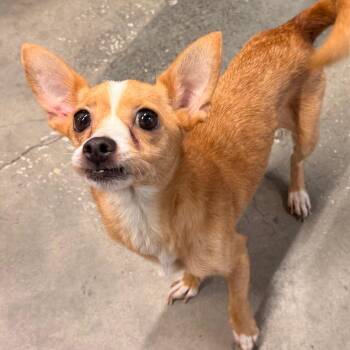 Bella ( Ella ) -  Chihuahua Dog for Adoption in Tampa, Florida - Bella ( Ella ) | PetCurious