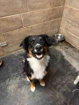 Piper -  Border Collie Dog Available for Adoption in Midland, Texas - Piper | PetCurious