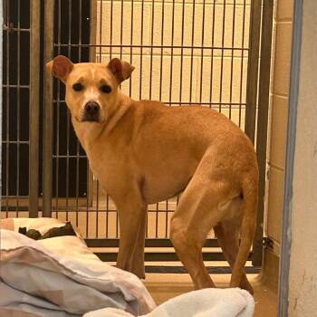 Mixed Breed Dogs Available for Adoption in Asheville, North Carolina - Eve | PetCurious
