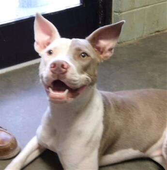 PATATO CHIPPA -  Pit Bull Terrier and Mixed Breed Dog for Adoption in Tulsa, Oklahoma - PATATO CHIPPA | PetCurious