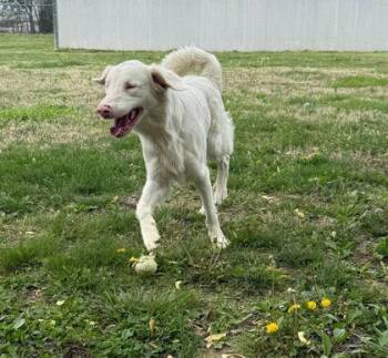 Australian Shepherd and Mixed Breed Dogs Available for Adoption in Paducah, Kentucky - Snow | PetCurious