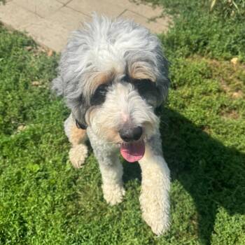 Winston -  Bernese Mountain Dog and Miniature Poodle Dog for Adoption in Milford, Iowa - Winston | PetCurious
