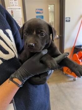 KOURTNEY -  Pit Bull Terrier and Labrador Retriever Dog for Adoption in Ontario, California - KOURTNEY | PetCurious
