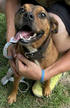 Rescue Pug and Shepherd Dogs for Adoption in Troy, Alabama - Lila | PetCurious