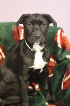 Rescue Black Labrador Retriever Dogs for Adoption in Manchester, New Hampshire - Pocohontas In NH! Come Meet Our Adoptable Dogs Wednesday-Saturda | PetCurious