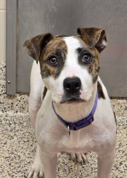 Rescue Mixed Breed Dogs for Adoption in Aiken, South Carolina - Nolli 59211 | PetCurious