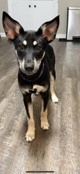 Rescue Shepherd Dogs for Adoption in Racine, Wisconsin - Miranda Bailey | PetCurious