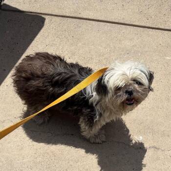 Skylar -  Shih Tzu Dog for Adoption in Edinburg, Texas - Skylar | PetCurious